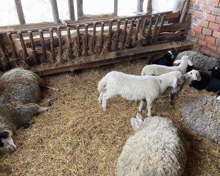 Животновъд от Първомайско сигнализира за отровен фураж! Умрели са 19 овце