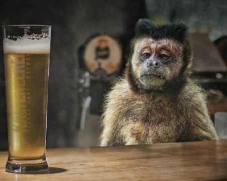 Маймуна алкохолик с доживотна присъда, нападнала 250 души