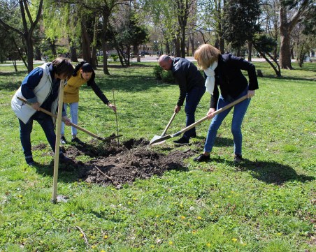 С японски вишни и кълбовиден ясен разкрасиха два парка в район 