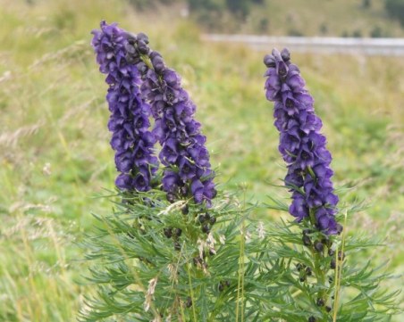 Властите в Киргизстан препоръчват най-отровното растение в Европа за лечение на COVID-19