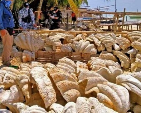 Бракониери погнаха гигантски миди на стойност 21 милиона евро, грози ги затвор