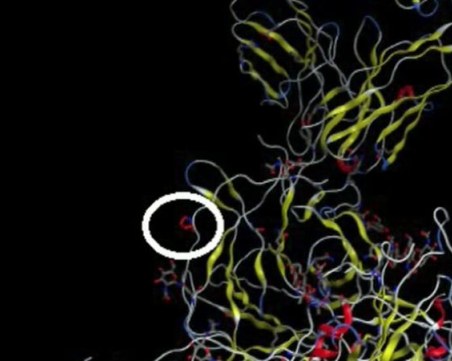 Проф. Христова: При българския щам има замяна на една аминокиселина с друга