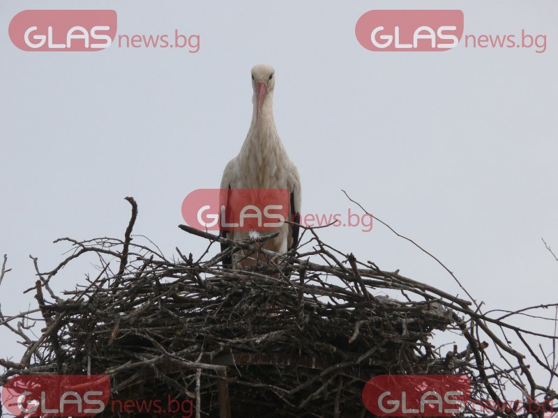 Най-известното щъркелово гнездо е в България