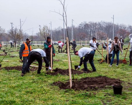150 медоносни дръвчета допълват зелената система в 