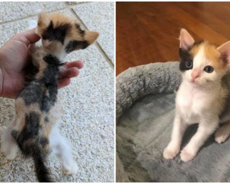 Лулу – котето с крехко тяло и несломима борбеност завладя света с историята си