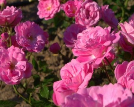 Отпускат 3 млн. лева за бране и преработка на розов цвят