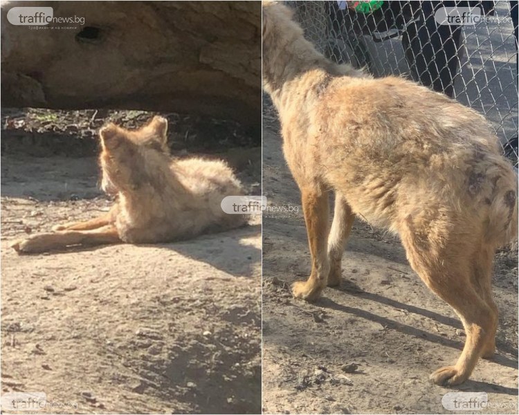 След сигнали за състоянието на чакалите в зоопарка в Пазарджик, пуснаха животните на свобода