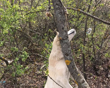 Жестоко! Обесиха родило наскоро куче на дърво в Червен бряг