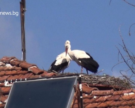 Тревожно: Умъртвяват ли нарочно щъркели в Белозем?