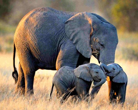 Изкуствен интелект може да спаси слоновете и други видове от изчезване