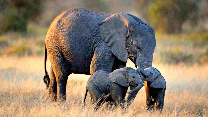 Изкуствен интелект може да спаси слоновете и други видове от изчезване