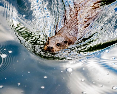 Бобрите спряха интернета в Канада