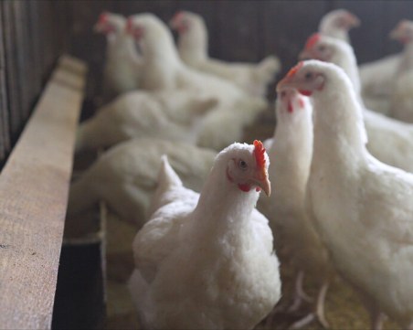 Огнище на птичи грип край Пловдив, умъртвяват 40 000 птици