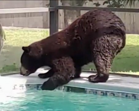 Мечка навести басейн в имение във Флорида