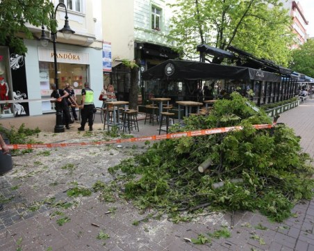 Дърво падна върху маси на заведение в центъра на София