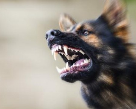 Куче нахапа 10-годишно дете в центъра на Враца