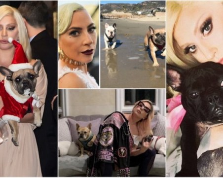 Петима души са арестувани за отвличането на кучетата на Лейди Гага