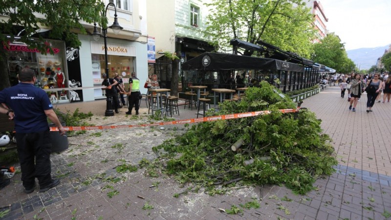 Дърво падна върху маси на заведение в центъра на София