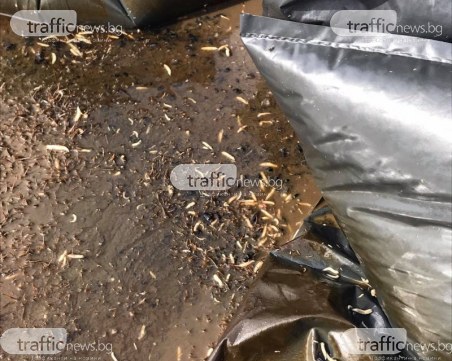 Смрад в пловдивско село! Чували с животински остатъци изхвърлени край гробищата