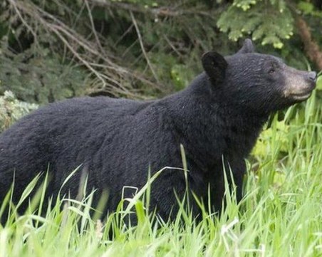 Мечка уби жена в Колорадо