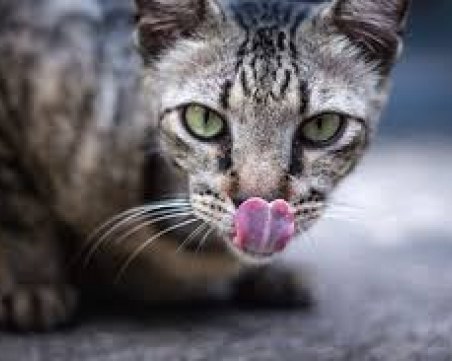 Кои са най-подходящите породи котки за отглеждане в апартамент