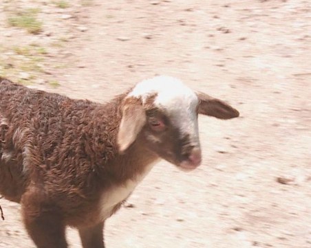 Щастливите агнета в България, които живеят до старост