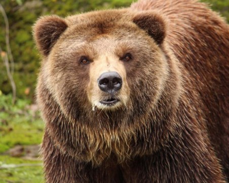 12 нападения от мечки в Смолянско през април