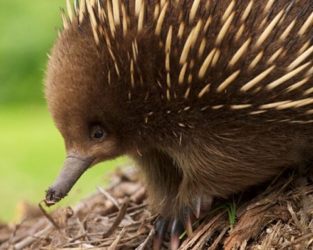 Австралийски зоопарк представи рядко бебе ехидна