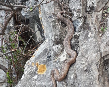 Пепелянки изпълзяха в равнината край Пловдив - какво да правим, ако ги срещнем?