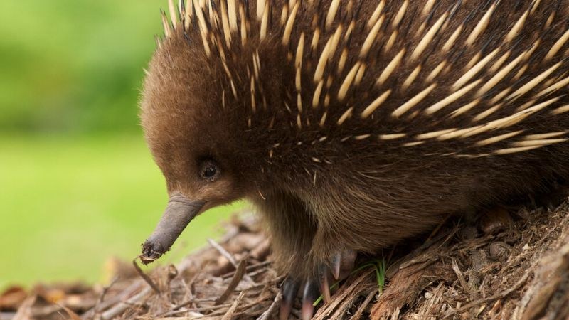 Австралийски зоопарк представи рядко бебе ехидна