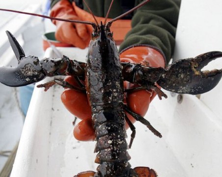 Пъстър цвят, дължащ се на рядка мутация, спаси омар от изяждане