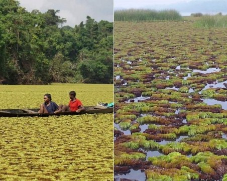 Състезание с времето: Гигантските плевели превземат езерото Оса в Африка