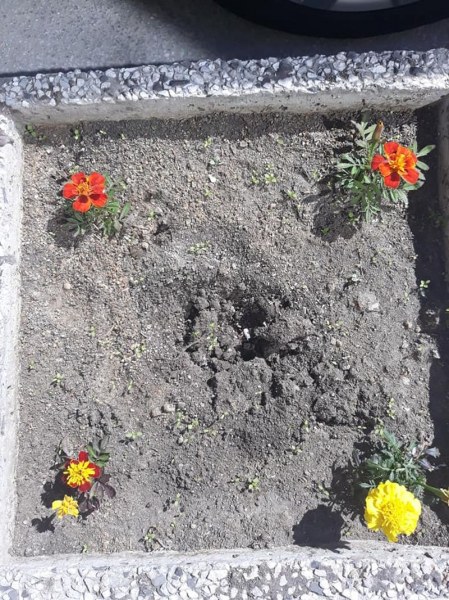 Асеновградчанка открадна цветя, върна ги с бележка