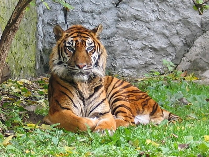 Тигър на свобода тероризира жителите на Хюстън