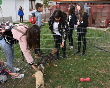 Утре в Пловдив ще се състои Пролетен панаир за осиновяване на кучета