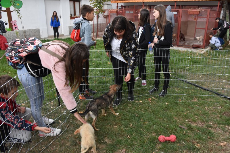 Утре в Пловдив ще се състои Пролетен панаир за осиновяване на кучета