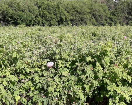 Беритбата на рози в Пловдивско закъснява