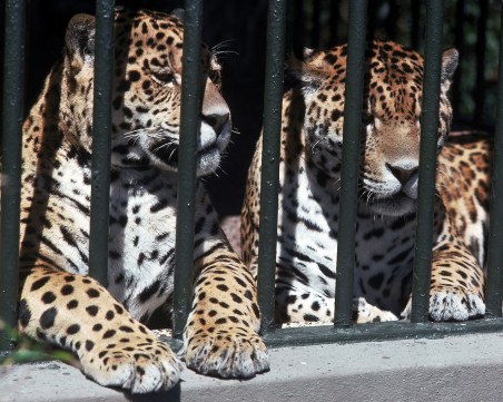 МОСВ ще оказва съдействие за решаването на проблемите на зоопарковете