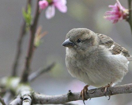 Повече от 50 милиарда птици летят по света, повечето са редки видове