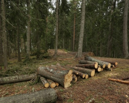 Агенцията по горите с нов директор