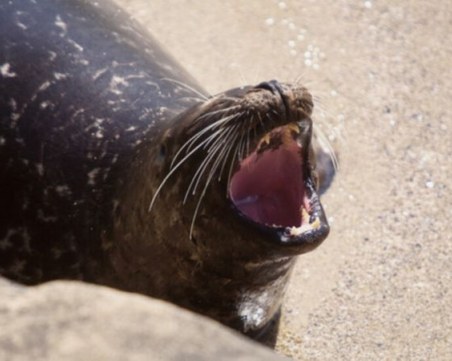 Тюлен ухапа българка в Гърция