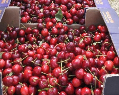 Първите череши за сезона - на космически цени