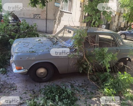 Клон от дърво падна върху автомобил в Пловдив