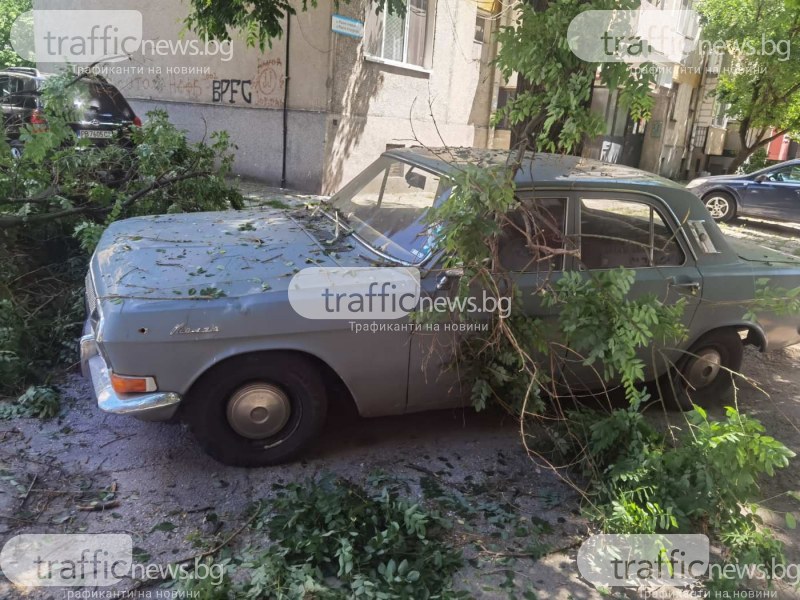 Клон от дърво падна върху автомобил в Пловдив