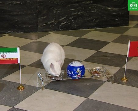 Котката Ахил ще предсказва мачовете от Евро 2021