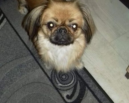 Бела изчезна в Гагарин, виждали ли сте я?