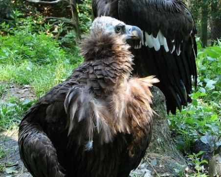 За пръв път от 28 години в България се излюпи Черен лешояд