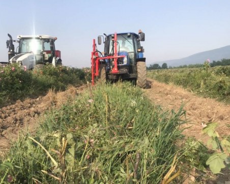 В знак на протест: Розопроизводители унищожиха над 100 декара розови градини
