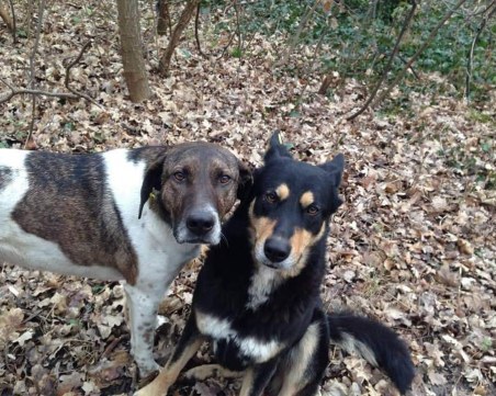 Виждали ли сте Боби и Шишо? Избягали са в Храбрино