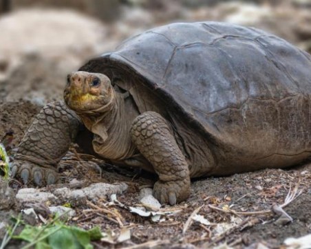 Гигантска костенурка, считана за изчезнал вид, живее в Галапагос